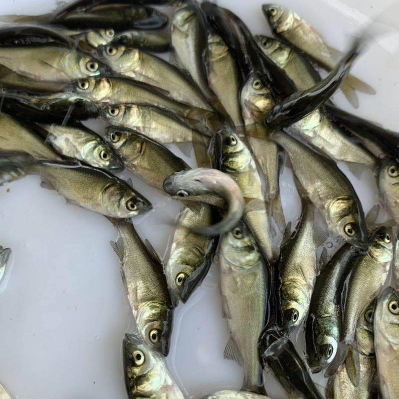 精品花鲢鱼，自养自销品种优良价格合理欢迎云贵川的新老客户