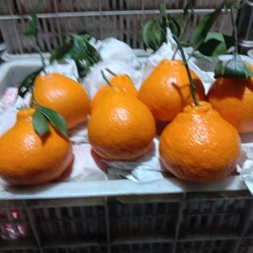 耙耙柑