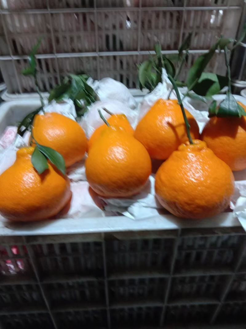 耙耙柑
