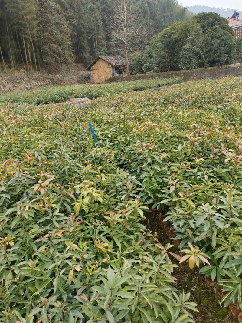 木荷苗