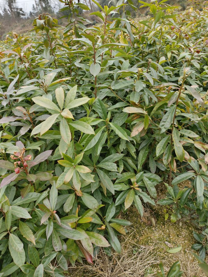 木荷苗