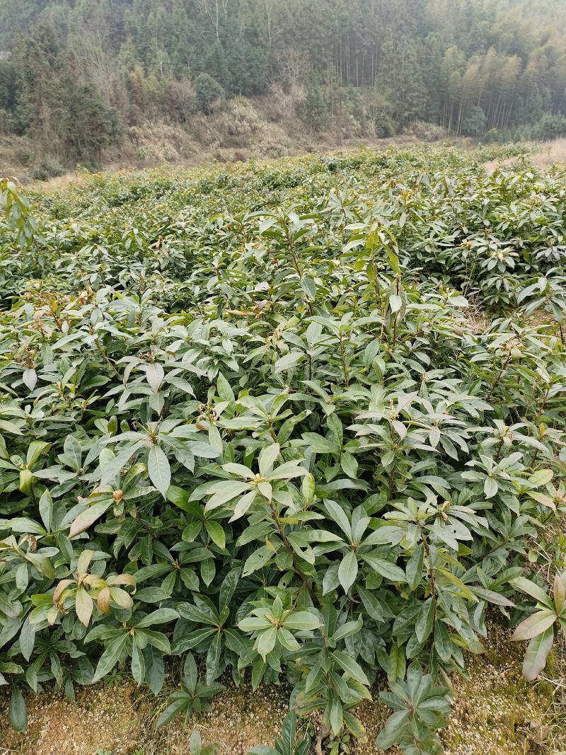 木荷苗