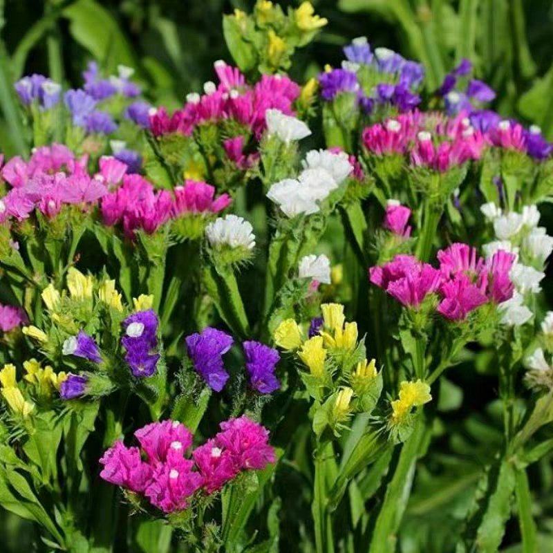 勿忘我种子可切花自然干花花材家居客厅装饰花卉花种阳台盆栽