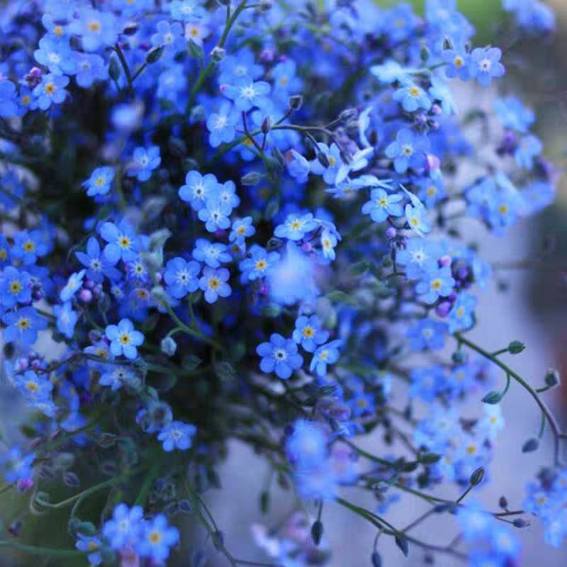 勿忘草种子花草四季春季播易种室外室内阳台盆栽花卉花籽植物