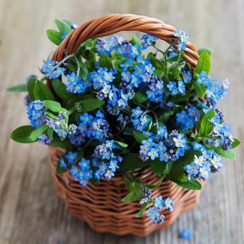 勿忘草种子花草四季春季播易种室外室内阳台盆栽花卉花籽植物