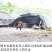 百花蜜土蜂蜜农家自产自销纯正500g包邮
