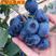 蓝莓苗脱毒蓝莓苗绿宝石蓝丰薄雾奥尼尔大果品种蓝莓苗