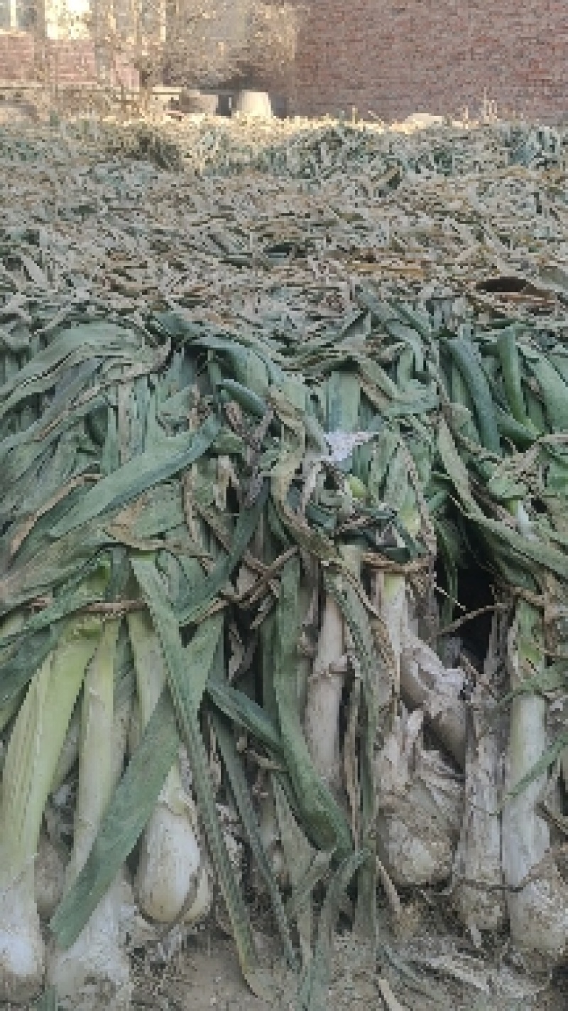 改良新品种鸡腿葱，高五十左右粗三个左右，口感好，味浓，炒