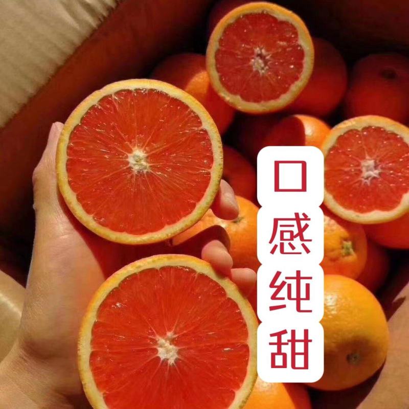 中华红橙.血橙个大汁多.现採现发果园看货订货