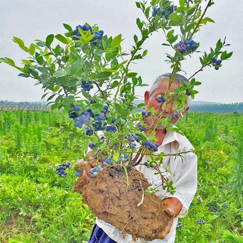 蓝莓苗脱毒蓝莓苗绿宝石蓝丰薄雾奥尼尔大果品种蓝莓苗