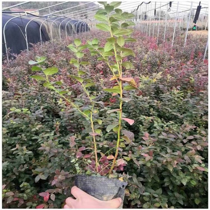 蓝莓苗脱毒大果蓝莓苗绿宝石薄雾蓝丰奥尼尔兔眼现挖现发