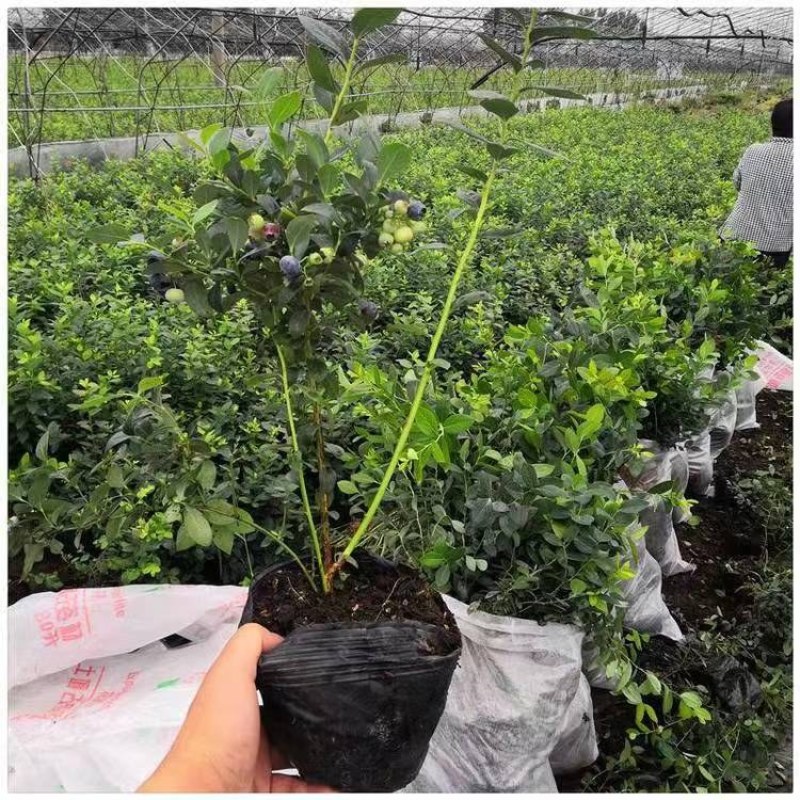 蓝莓苗脱毒大果蓝莓苗绿宝石薄雾蓝丰奥尼尔兔眼现挖现发