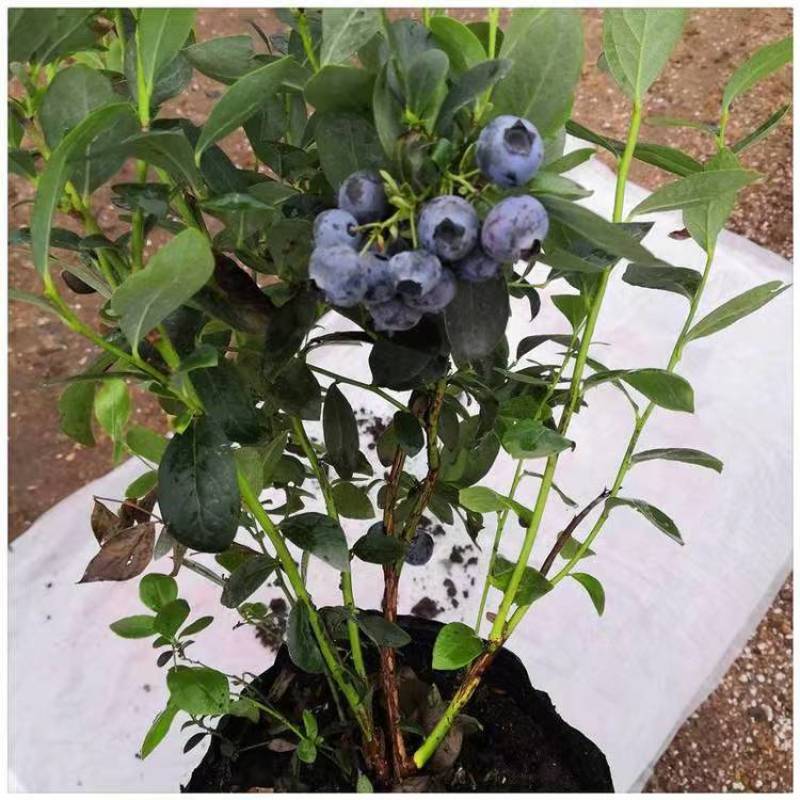 蓝莓苗脱毒大果蓝莓苗绿宝石薄雾蓝丰奥尼尔兔眼现挖现发