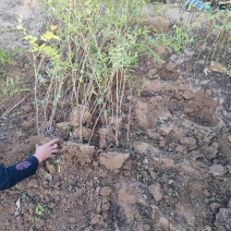 珍珠梅，带盆珍珠梅规格齐全，价格优惠基地直销