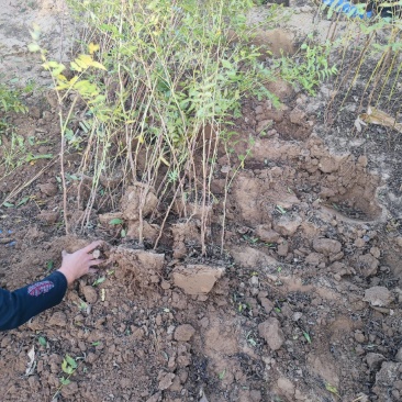 珍珠梅，带盆珍珠梅规格齐全，价格优惠基地直销
