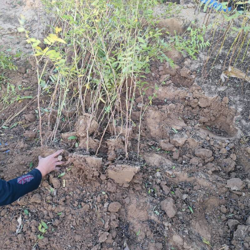 珍珠梅，带盆珍珠梅规格齐全，价格优惠基地直销