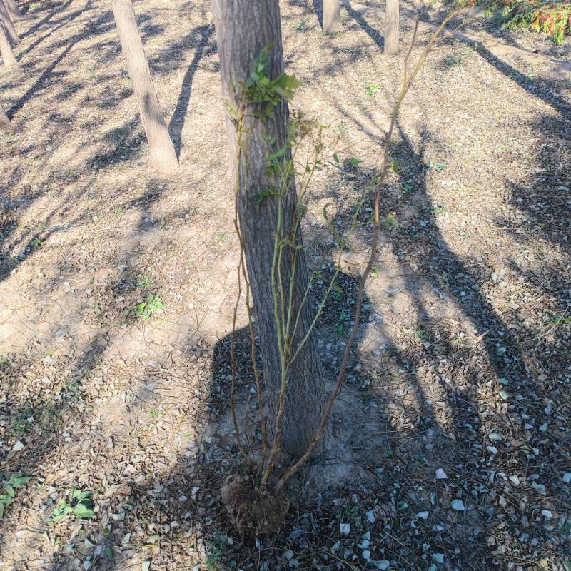珍珠梅，带盆珍珠梅规格齐全，价格优惠基地直销