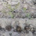 珍珠梅，带盆珍珠梅规格齐全，价格优惠基地直销