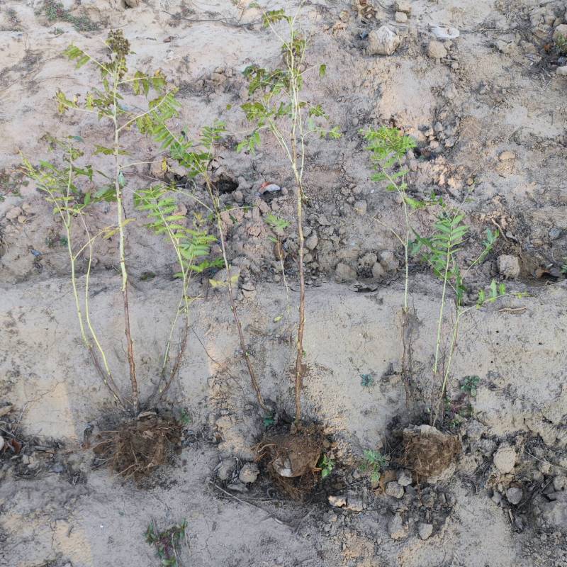 珍珠梅，带盆珍珠梅规格齐全，价格优惠基地直销