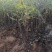 珍珠梅，带盆珍珠梅规格齐全，价格优惠基地直销