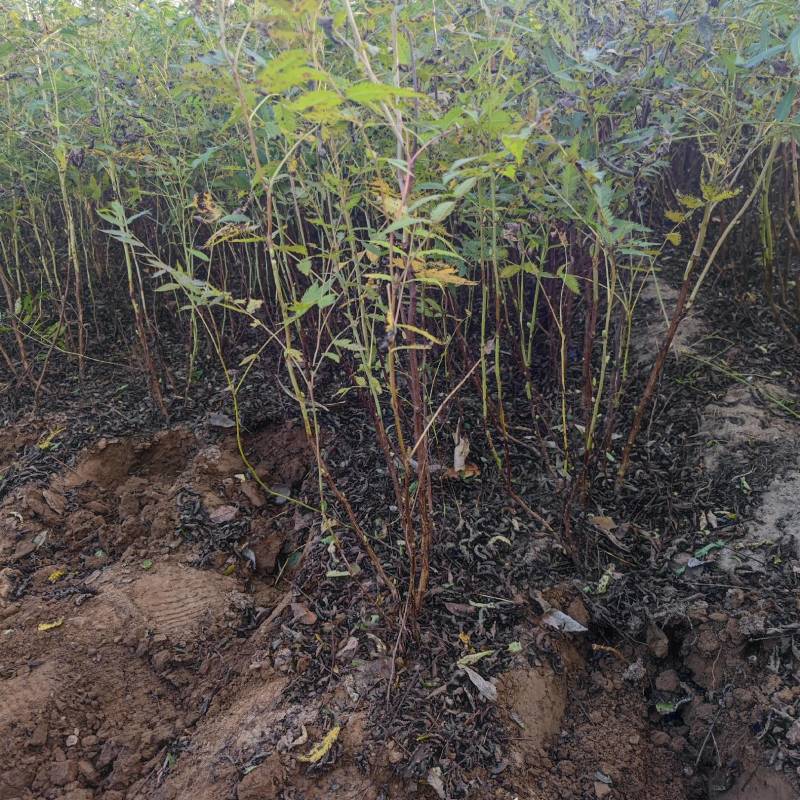 珍珠梅，带盆珍珠梅规格齐全，价格优惠基地直销