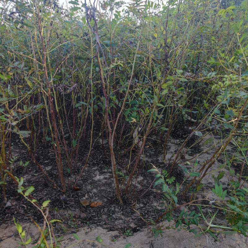 珍珠梅，带盆珍珠梅规格齐全，价格优惠基地直销