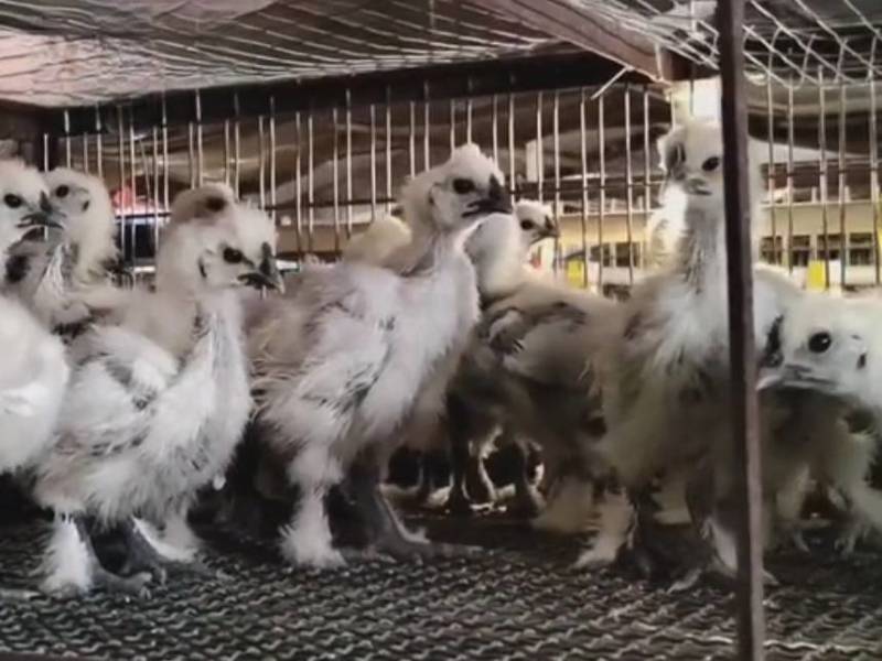 竹丝鸡脱温鸡，乌鸡脱温加速中，欢迎老客户前来预定