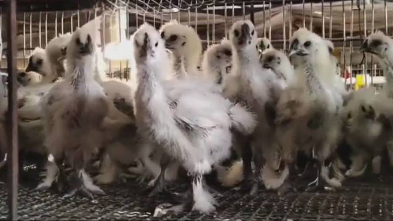 竹丝鸡脱温鸡，乌鸡脱温加速中，欢迎老客户前来预定