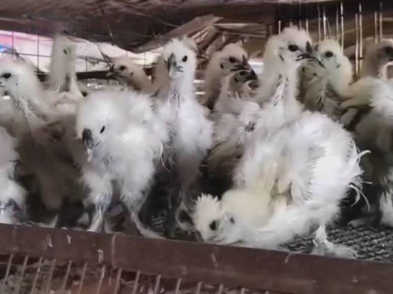 竹丝鸡脱温鸡，乌鸡脱温加速中，欢迎老客户前来预定