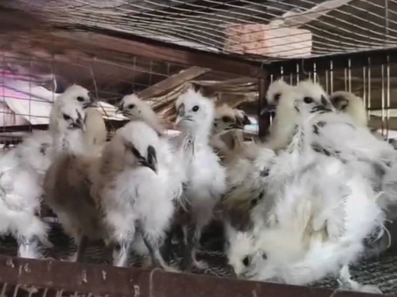 竹丝鸡脱温鸡，乌鸡脱温加速中，欢迎老客户前来预定