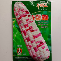 彩糯680双色玉米品种国审定甜加糯品种种子