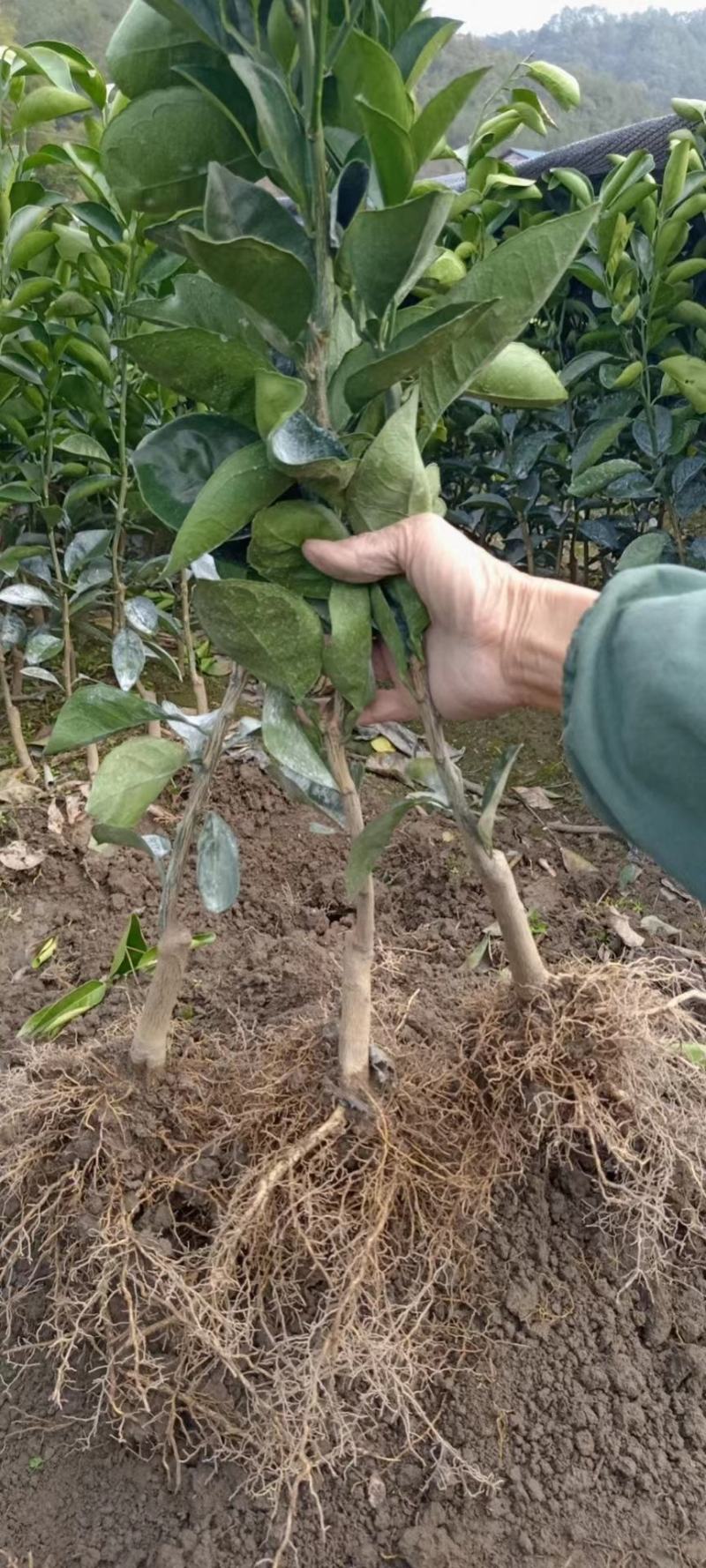 沃柑苗30~50cm，和各种柑橘苗，根系发达