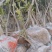 沃柑苗30~50cm，和各种柑橘苗，根系发达