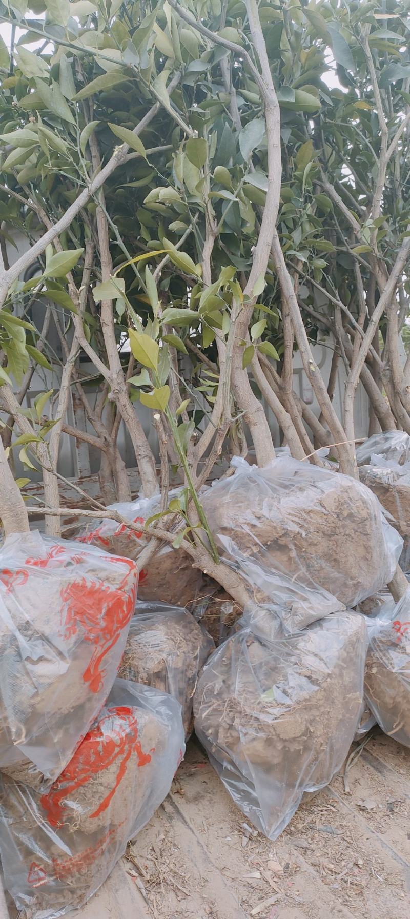 沃柑苗30~50cm，和各种柑橘苗，根系发达