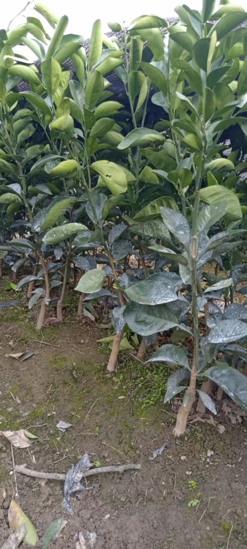 沃柑苗30~50cm，和各种柑橘苗，根系发达