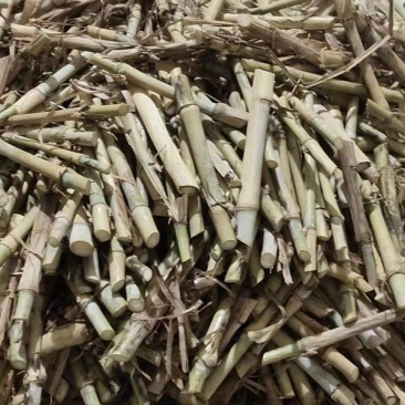 0.1一牙巨菌草】高产巨菌草广西亩产30吨现砍现发，纸箱