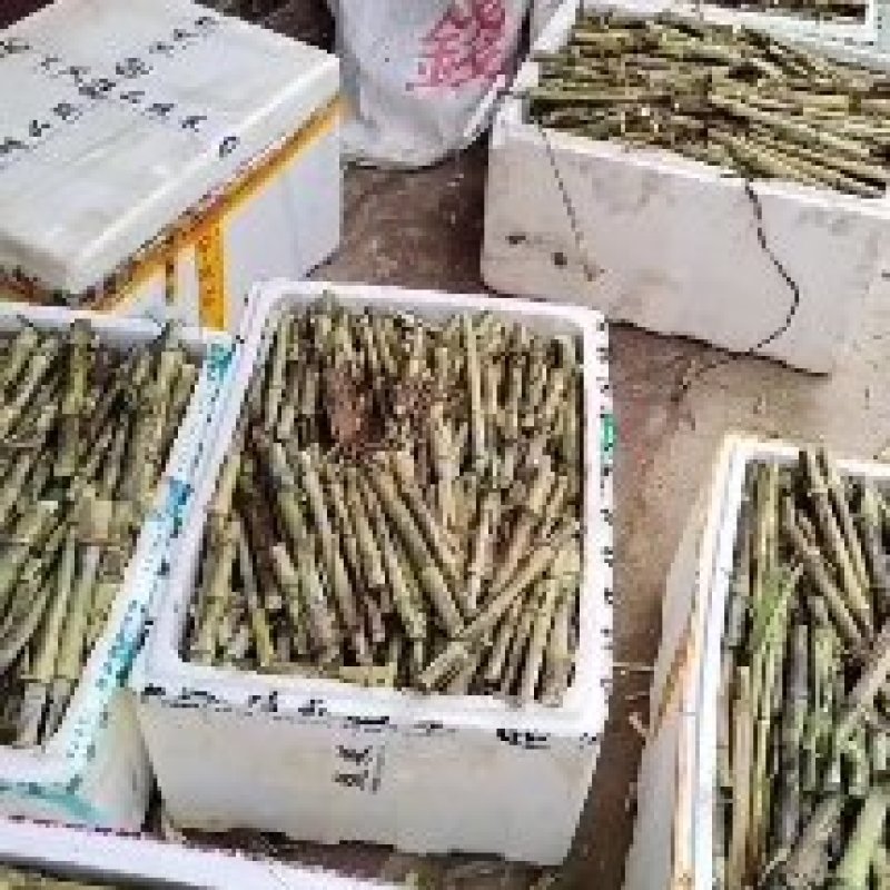 0.1一牙巨菌草】高产巨菌草广西亩产30吨现砍现发，纸箱