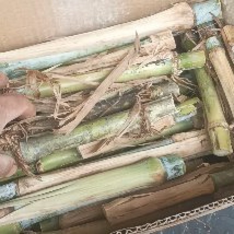 0.1一牙巨菌草】高产巨菌草广西亩产30吨现砍现发，纸箱