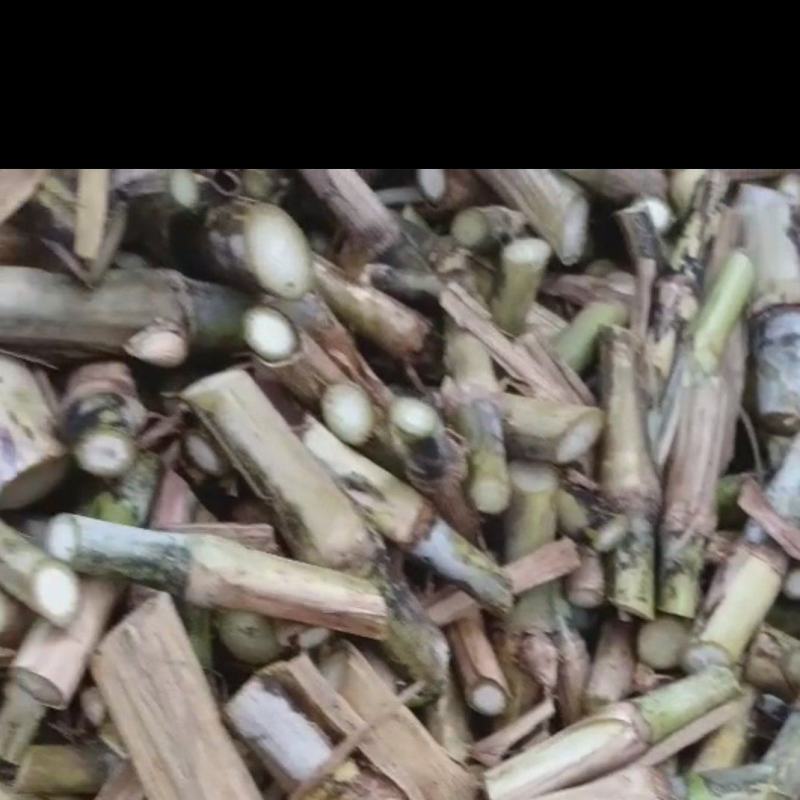0.1一牙巨菌草】高产巨菌草广西亩产30吨现砍现发，纸箱