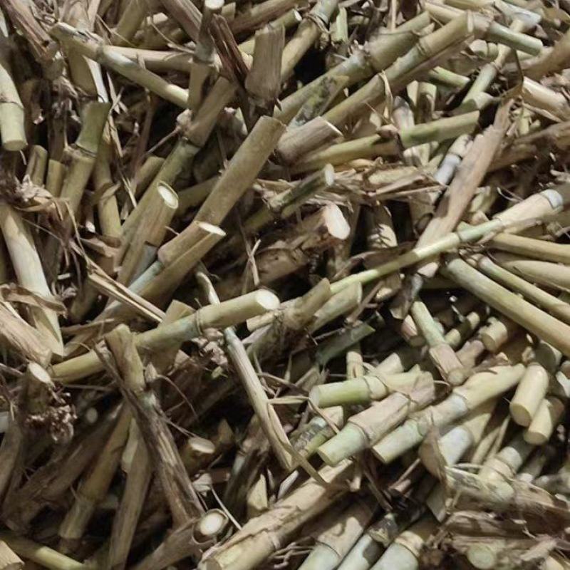 0.1一牙巨菌草】高产巨菌草广西亩产30吨现砍现发，纸箱