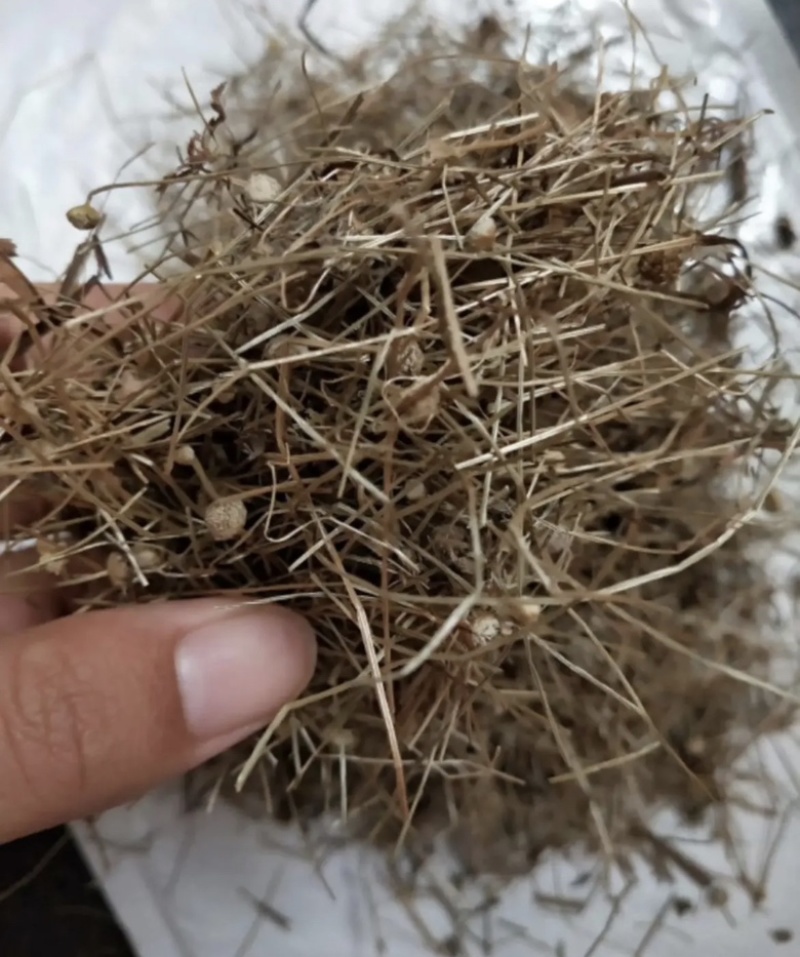 振兴药材批发谷精草1000g批发零售产地直销