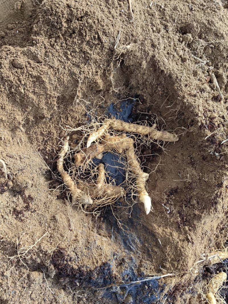 金银花玉竹水苔等