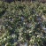 金银花玉竹水苔等