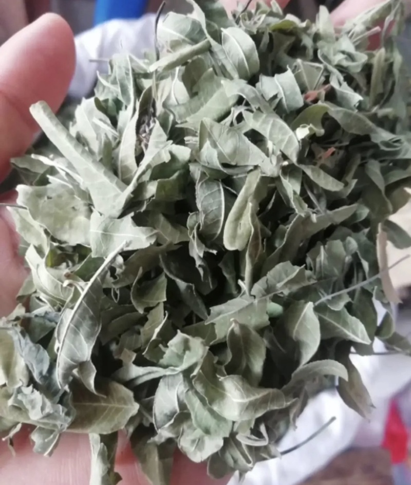振兴药材批发供应罗布麻叶产地直销罗布麻