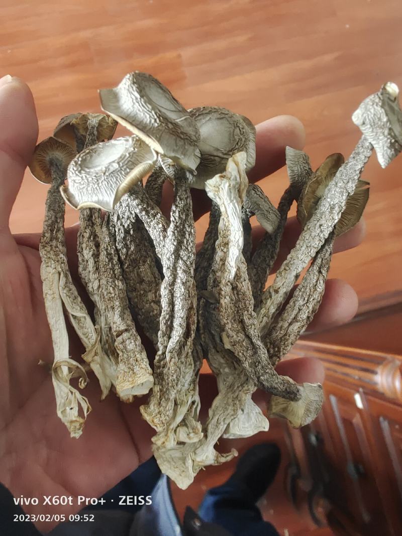 【优选】镇江丹阳鹿茸菇干货精选好货诚信经营量大从优