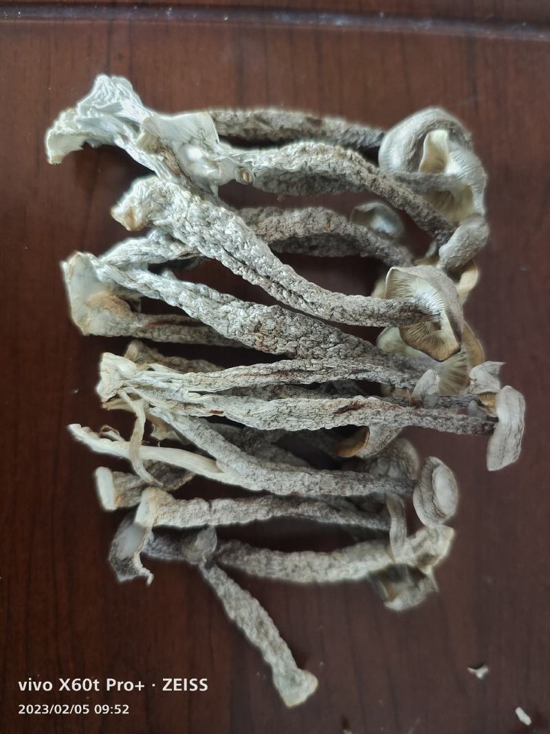 【优选】镇江丹阳鹿茸菇干货精选好货诚信经营量大从优