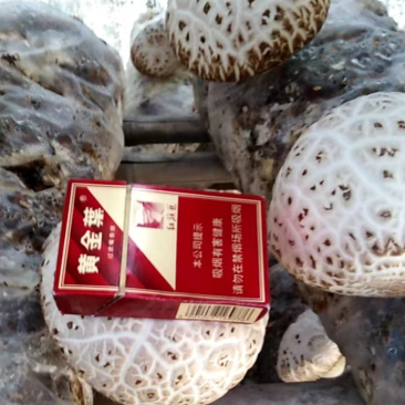 大花菇
