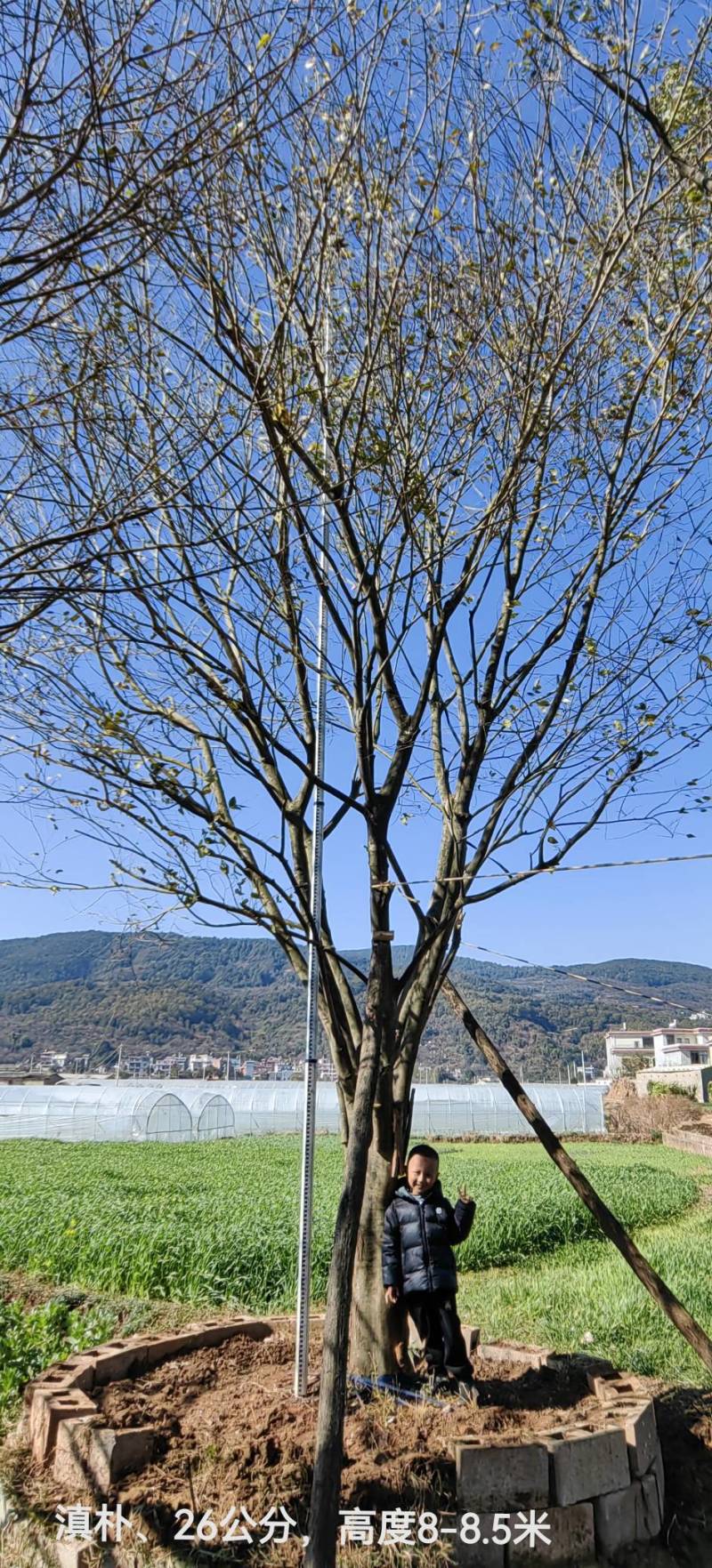 长期供应一手精品资源滇朴