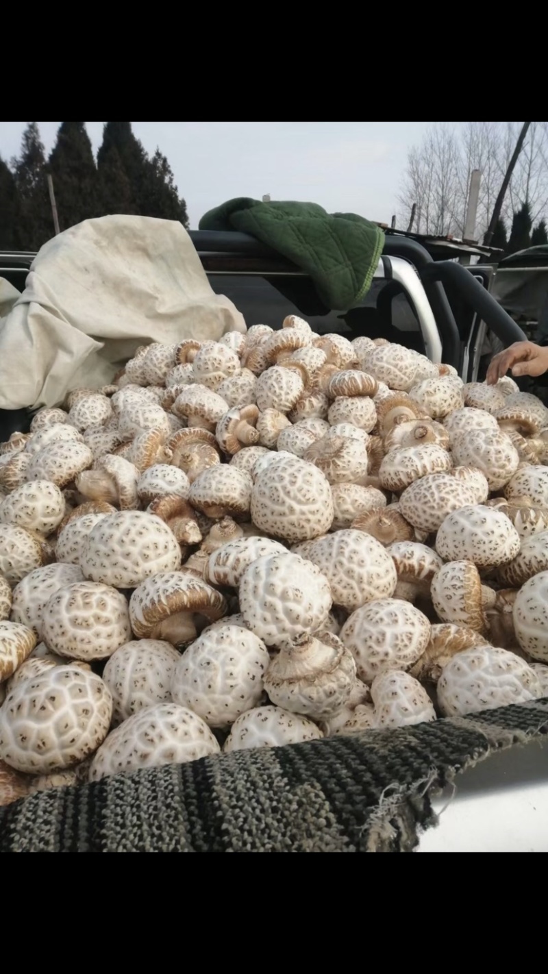 大花菇
