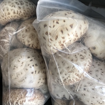 大花菇